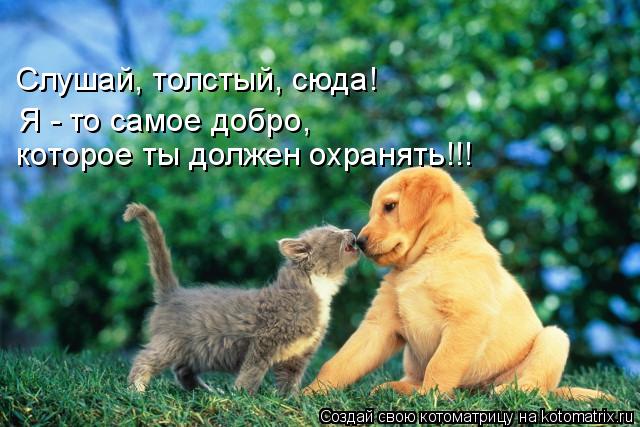 http://img0.liveinternet.ru/images/attach/c/4/81/355/81355844_1_pozitivnaya_kotomatrica.jpg