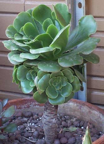 aeonium_arboreum05 (334x461, 31Kb)
