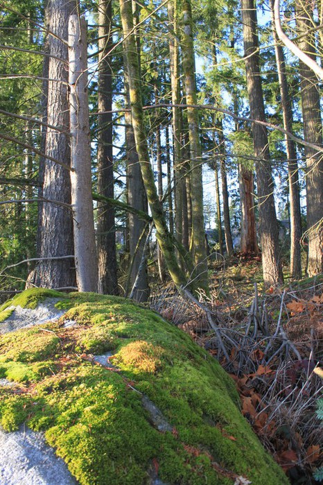 mini-028 (466x700, 164Kb)