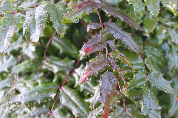 mini-013 (700x466, 96Kb)