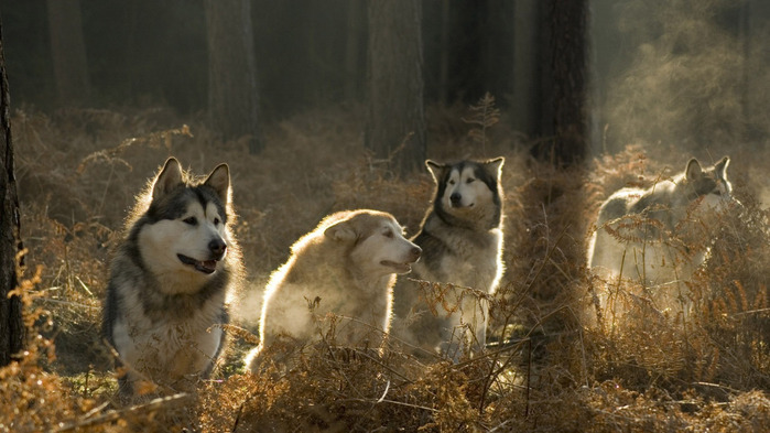 a-pack-of-wolves-wallpaper-1366x768 (700x393, 103Kb)