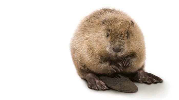 beaver-wallpaper-1366x768 (700x393, 47Kb)