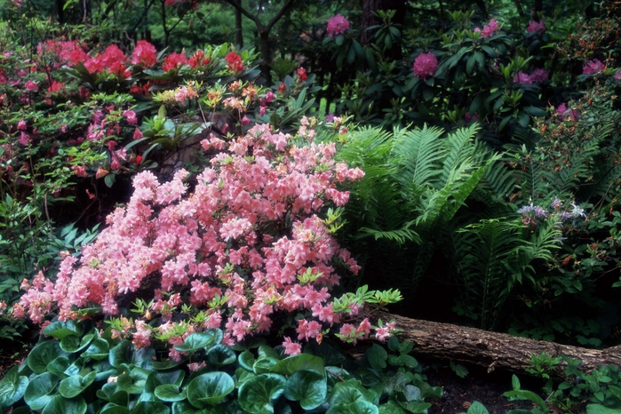 Azaleas and Rhododendrons (700x466, 337Kb)