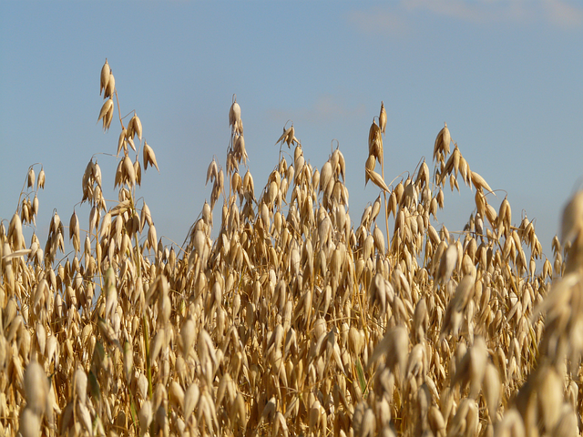 3869356_field8944_640_jpg (640x480, 555Kb)