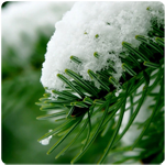  -7 (150x150, 51Kb)