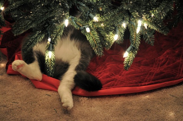 christmas-cat-008-600x398 (600x398, 78Kb)