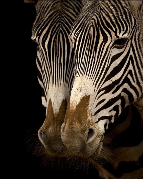 1979159_38193363_1232024486_zebra_10 (560x700, 69Kb)