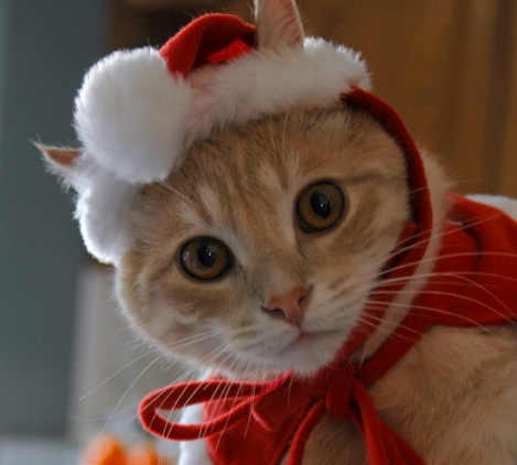 cat_santa (469x422, 74Kb)