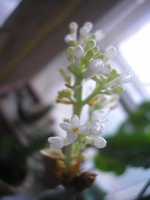 P1010044 (525x700, 83Kb)