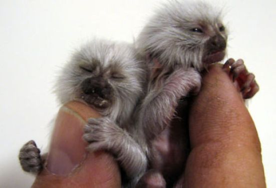 finger_monkeys_07 (551x375, 22Kb)