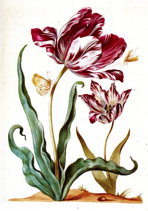 sind_merian-tulpe (491x700, 76Kb)