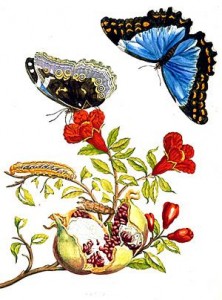 Merian-Butterflies (222x300, 26Kb)