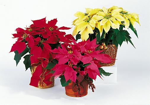 poinsettia1_1 (506x355, 32Kb)