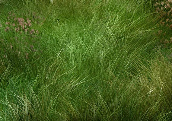 grass (570x401, 69Kb)