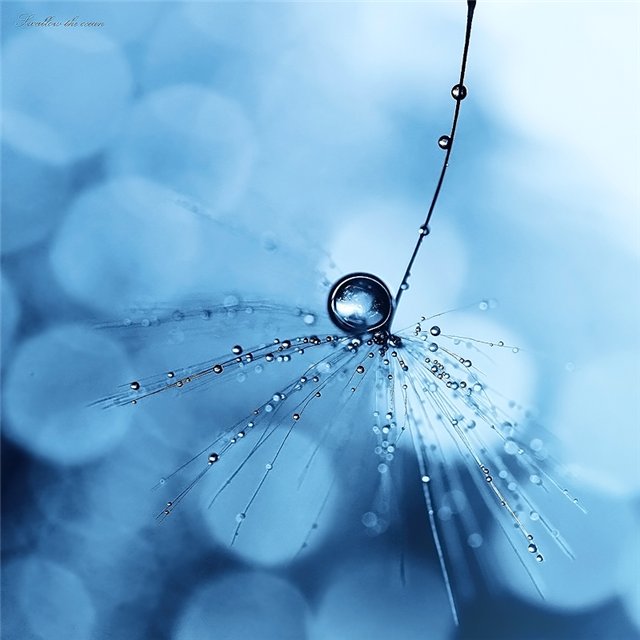 c8c296f8cd62 (640x640, 47Kb)