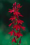  P0323764 (426x640, 84Kb)