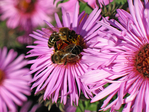  0_35288_24931426_orig (700x525, 346Kb)