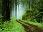  Forest (700x525, 314Kb)