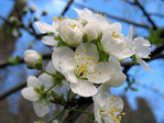  IMG_1774_5 (600x450, 178Kb)