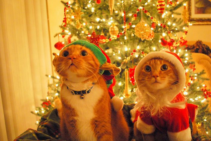 3233534_cats_celebrating_christmas_99 (700x469, 61Kb)