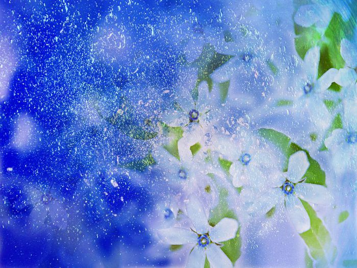 flower-desktop-wallpaper-download (700x525, 103Kb)