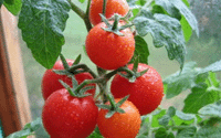 pomidory_tomaty_rastenija копия (200x125, 21Kb)