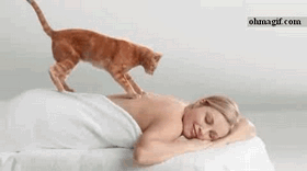 cat-massaging-lady (280x156, 2172Kb)