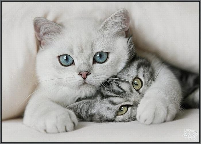 cats_pics_26 (700x502, 48Kb)