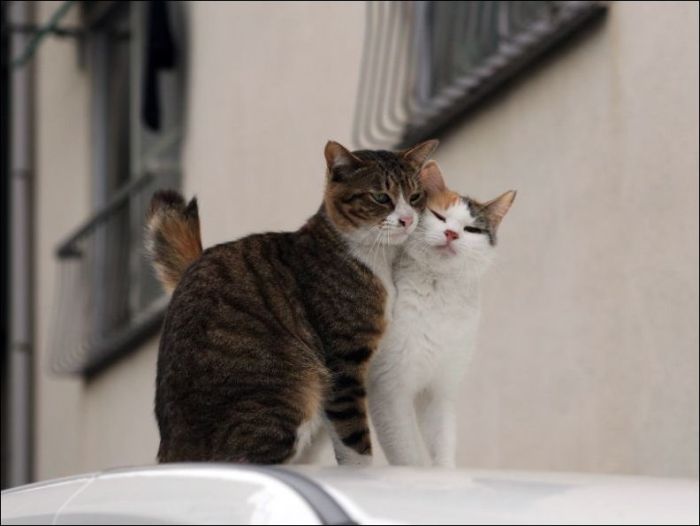 cats_pics_60 (700x526, 33Kb)