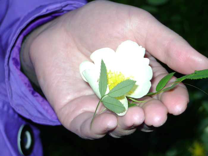 DSC01556 (700x525, 244Kb)