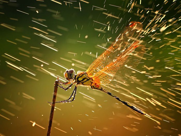 3518263_26dragonflybranchrain_45672_990x742 (700x524, 67Kb)