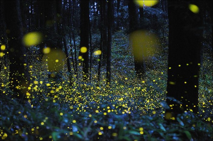 golden-fireflyes-01 (700x465, 96Kb)