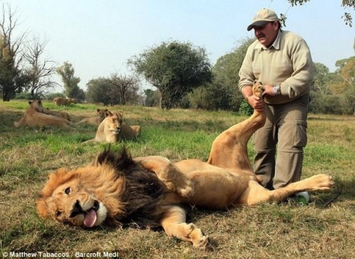 Lion-3 (512x374, 76Kb)