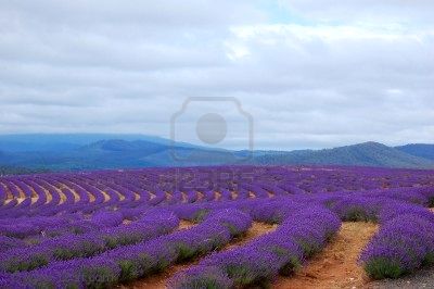 2572041-rz-dy-lavenders-w-polu-z-g-rami-w-tle (400x266, 18Kb)