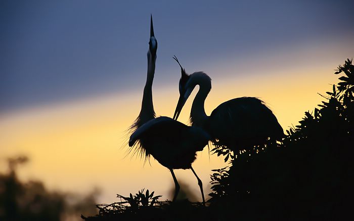 couple_in_dawn (700x438, 28Kb)