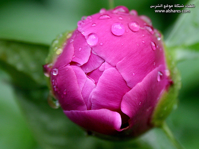 0b02eaffacd22a80712b559804aa6d03 (650x488, 158Kb)