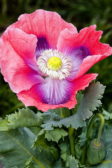 0_8f0d3_2443469_XL (467x700, 116Kb)