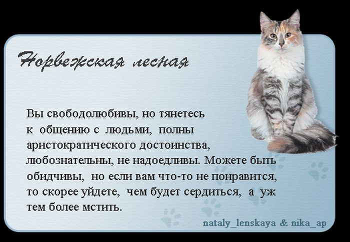 1325690170_cats_01 (700x485, 60Kb)