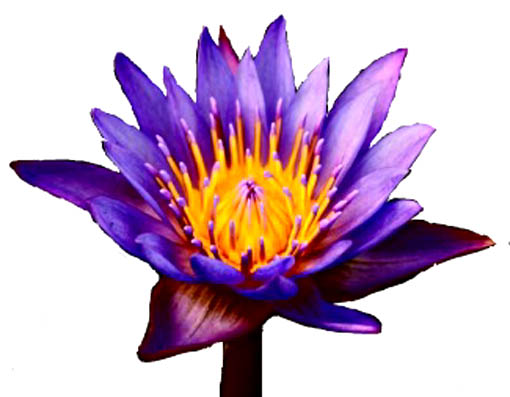purple_lotus_flower copy (510x397, 42Kb)