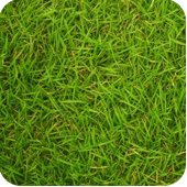 4079200_grass2 (170x170, 77Kb)