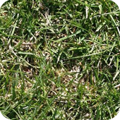 4079200_grass4 (170x170, 88Kb)