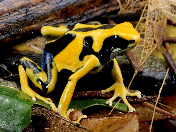 4126500_DyeingPoisonDartFrog (600x450, 64Kb)