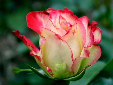 1787712_aa8618f0 (450x338, 31Kb)