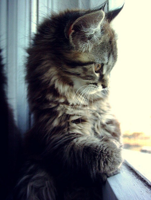 y_9410f329 (500x664, 81Kb)