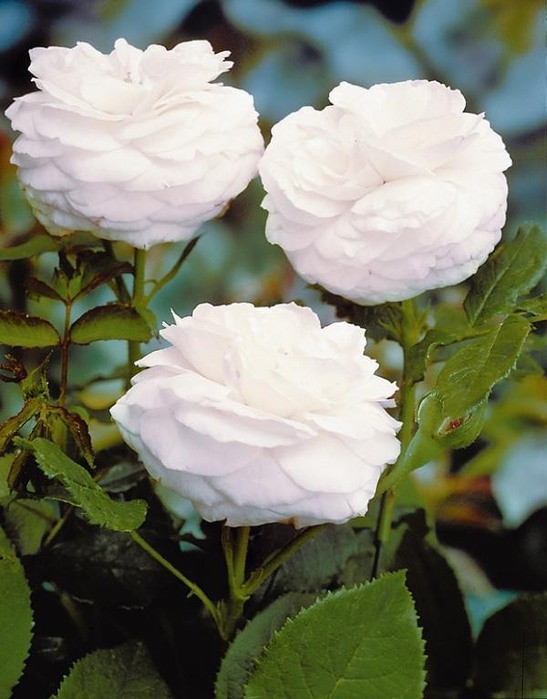 0_5c82e_19f189ae_XL (547x700, 82Kb)