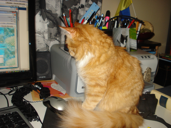 DSC02033 (700x525, 199Kb)