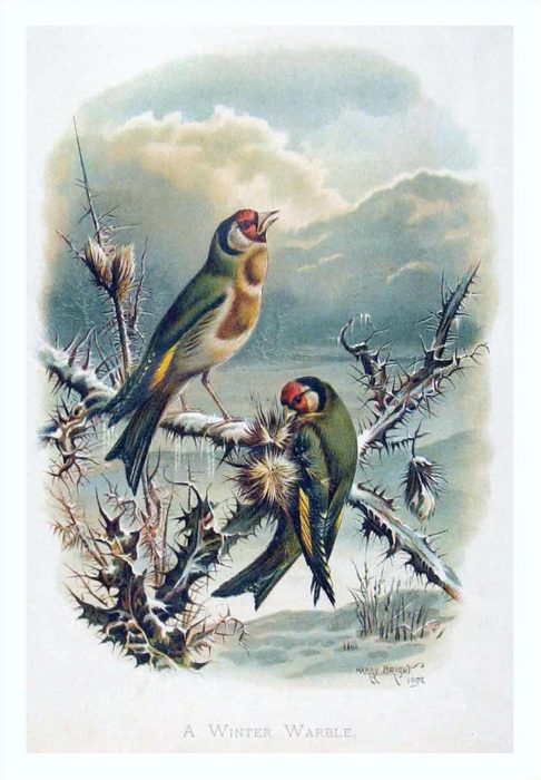 1300235843_beautiful-warblers-in-winter_nevsepic.com.ua (486x700, 232Kb)