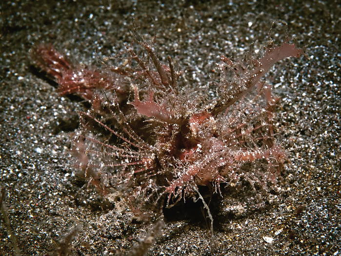 Ambon-Scorpionfish-Pteroidichthys-amboinensis-Ambon-Skorpionfisch-a23889949 (700x525, 286Kb)