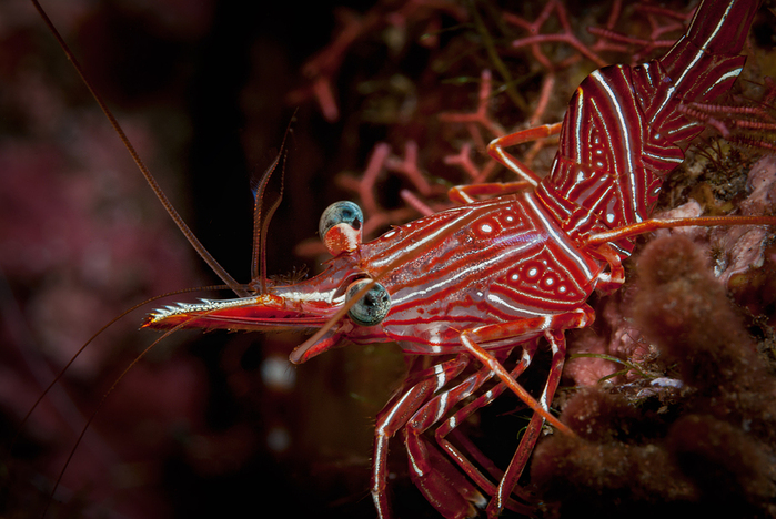 Durban-hinge-beak-Prawns-Rhynchocinetes-durbanensis-Durban-Tanzgarnelen-a26529399 (700x468, 339Kb)