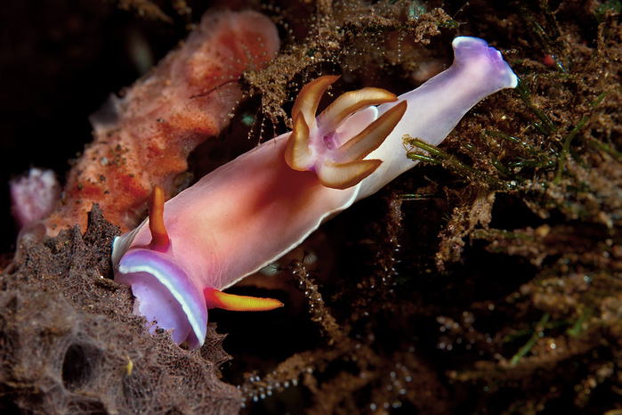 Hypselodoris-bullockii-Bullock-Sternschnecke-Variabler-Prachtstern-a26654406 (700x466, 274Kb)